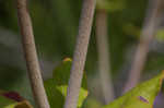 Dogtongue buckwheat